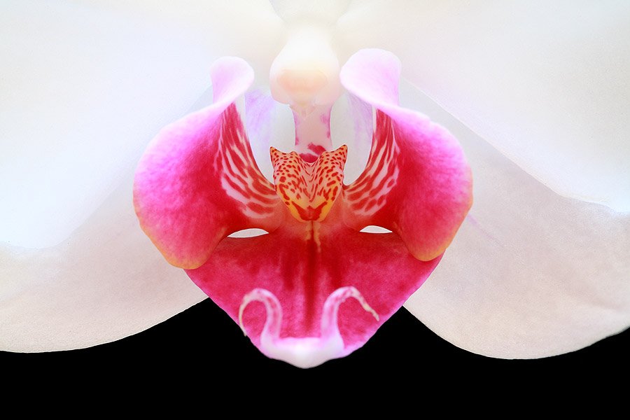Eleganza