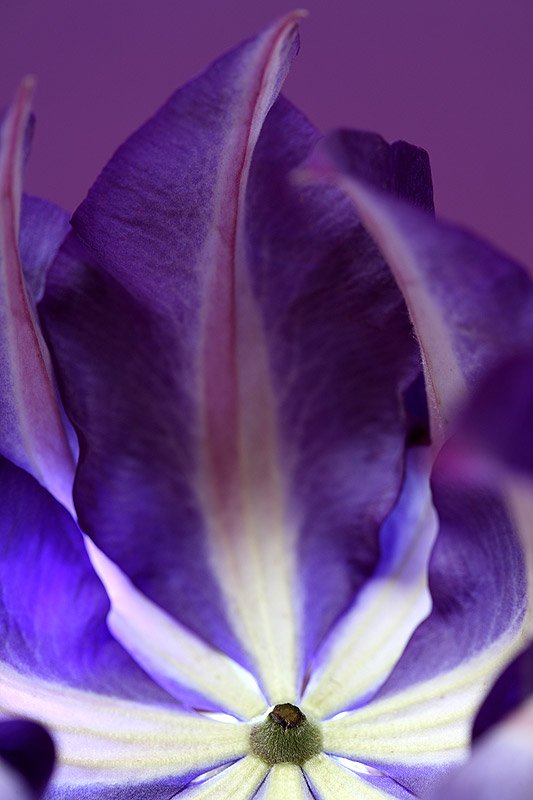 Makroaufnahme